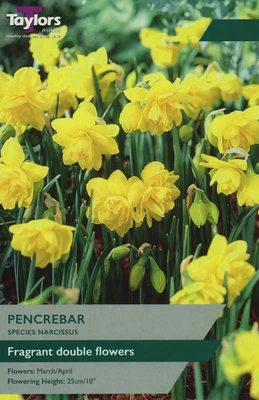 NARCISSUS PENCREBAR