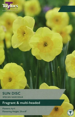 NARCISSUS SUN DISC