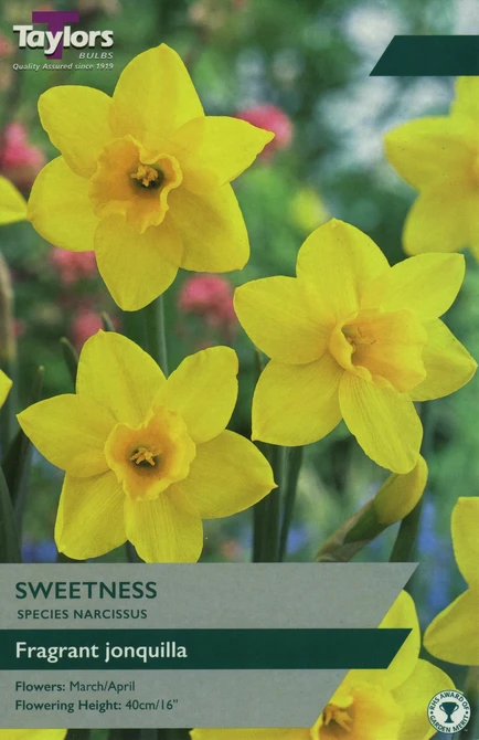 NARCISSUS SWEETNESS