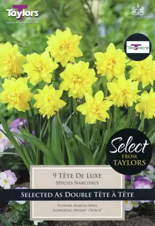 NARCISSUS TETE DE LUXE