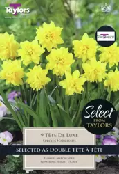 NARCISSUS TETE DE LUXE