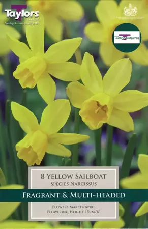 NARCISSUS YELLOW SAILBOAT