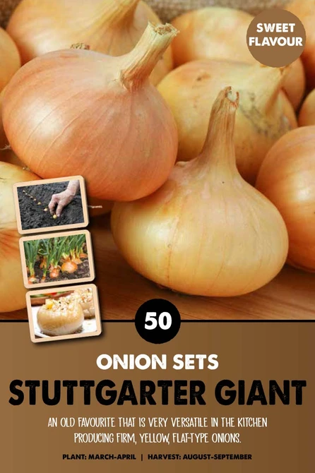 Onion Sets Stuttgarter Giant
