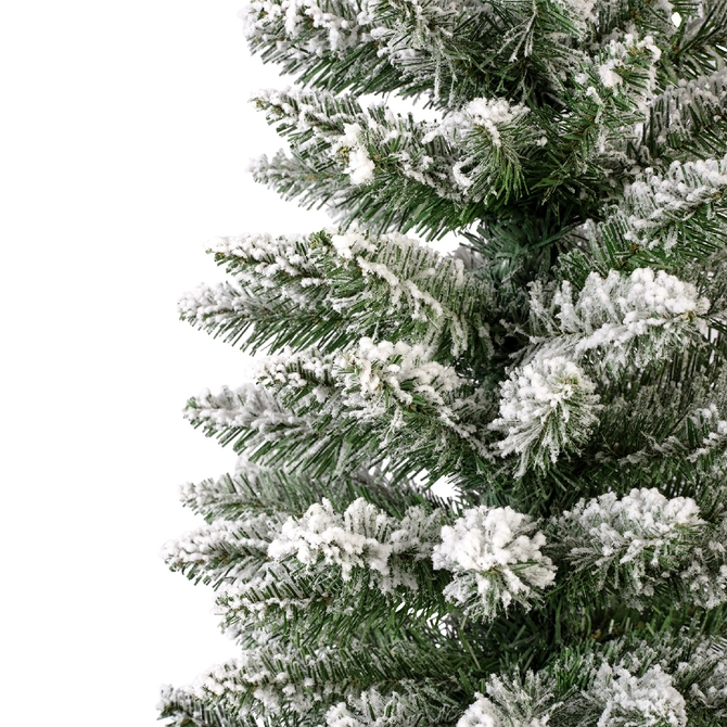 Pencil Pine Snowy H150cm - image 6
