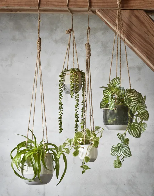 Pothos hanging green - l58xw20xh14cm - image 3