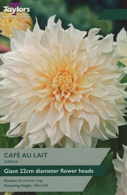 Pre Packs Dinner Plate Dahlia Cafe au Lait
