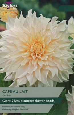 Pre Packs Dinner Plate Dahlia Cafe au Lait