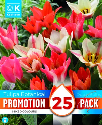 PROMO TULIPA BOTANICAL MIXED COLOURS