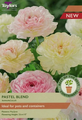 RANUNCULUS PASTEL BLEND