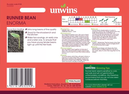 Runner Bean Enorma - image 2