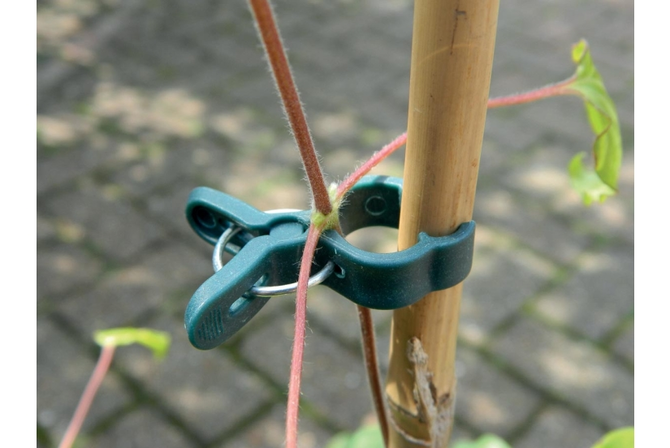 Small Spring Plant Clips (5)