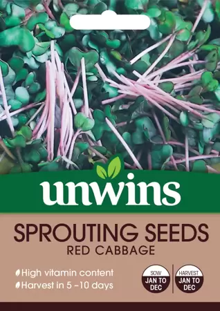 Sprouting Seeds Red Cabbage - image 1