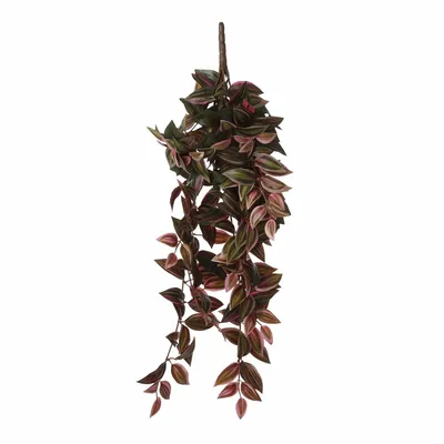 Tradescantia hanging bordeaux - l54xw20xh15cm - image 2