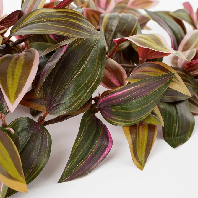 Tradescantia hanging bordeaux - l54xw20xh15cm - image 3