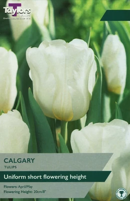 TULIP CALGARY