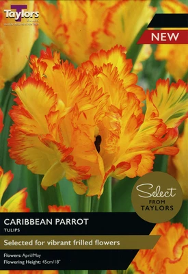 TULIP CARIBBEAN PARROT