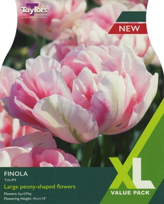 TULIP FINOLA