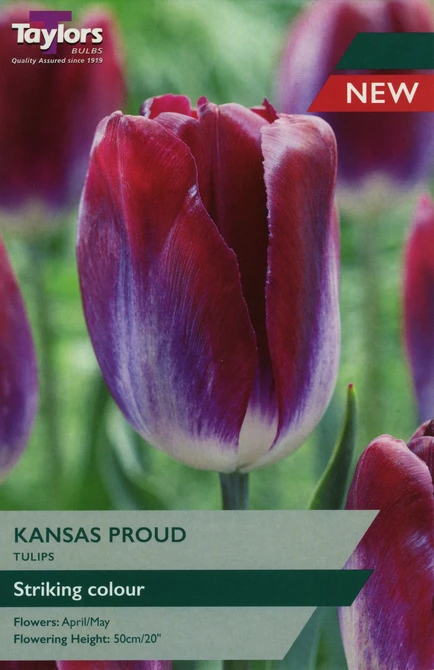 TULIP KANSAS PROUD