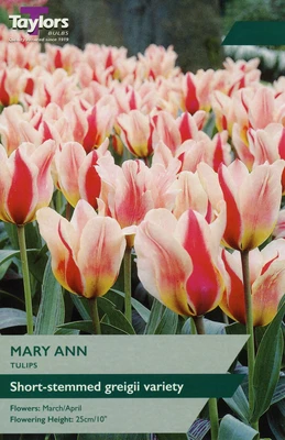TULIP MARY ANN