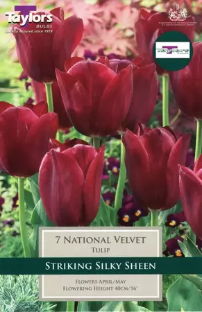 TULIP NATIONAL VELVET 7