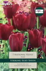 TULIP NATIONAL VELVET 7