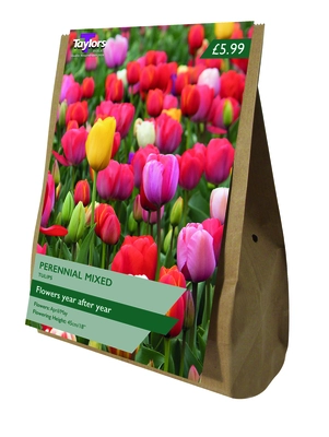 TULIP PERENNIAL MIXED