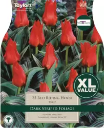TULIP RED RIDING HOOD