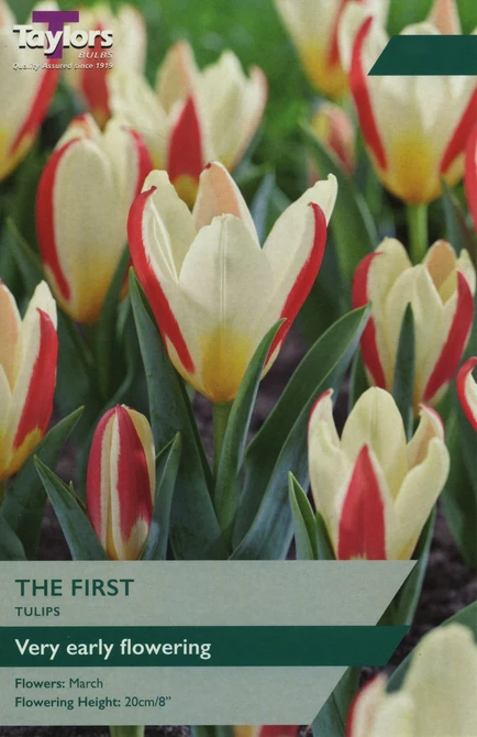 TULIP THE FIRST