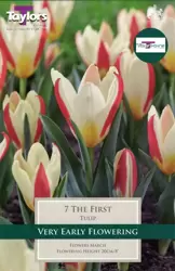 TULIP THE FIRST