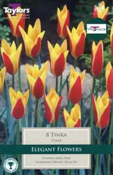 TULIP TINKA