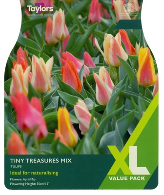 TULIP TINY TREASURES MIX