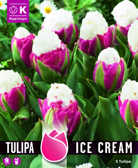 TULIPA ICE CREAM - CORN OF FLAVOUR