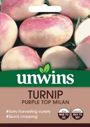 Turnip Purple Top Milan - image 1