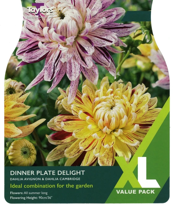 XL Dahlia Dinnerplate Delight I