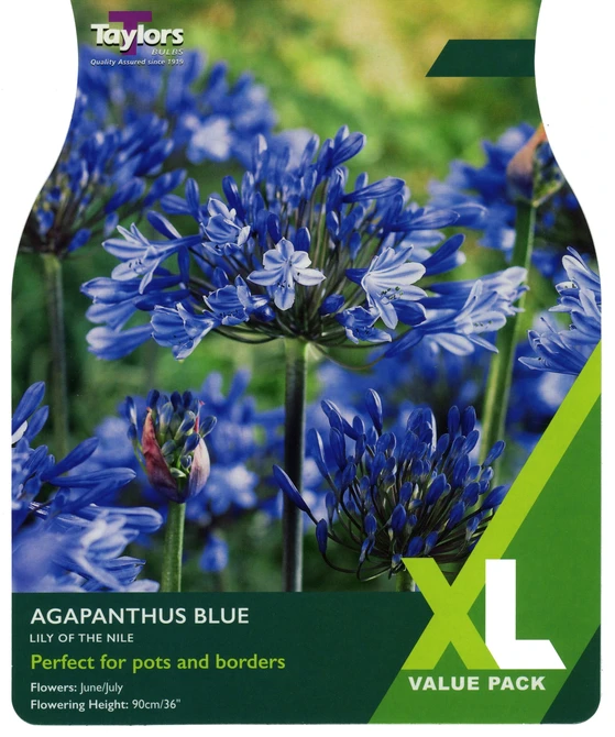 XL Value Agapanthus Blue