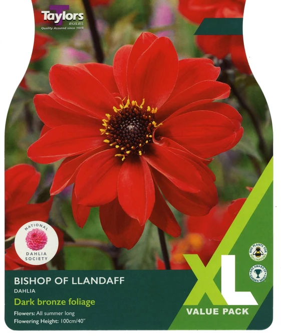 XL Value dahlia bishop of llandaff