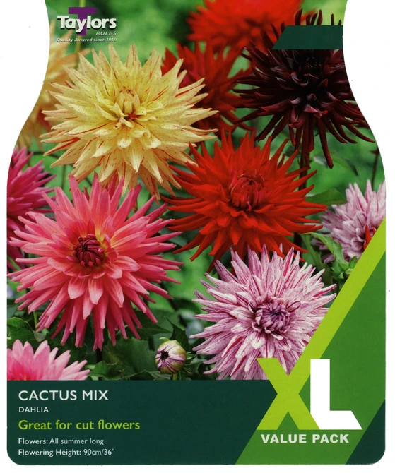 XL Value Dahlia Cactus Mixed