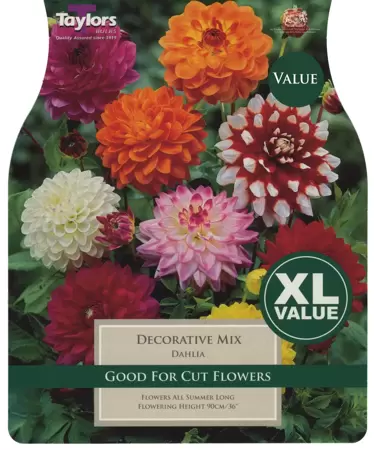 XL Value Dahlia Decorative Mixed